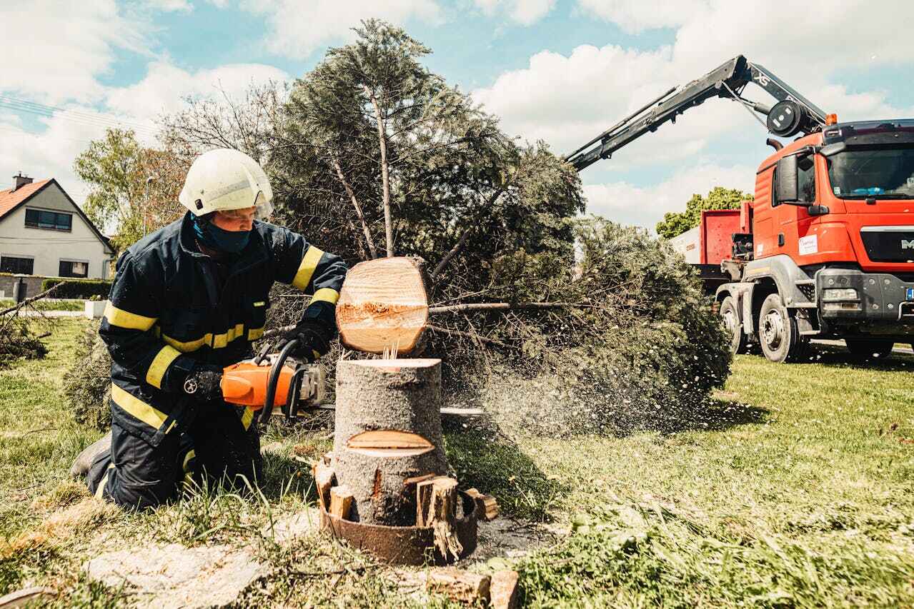 The Steps Involved in Our Tree Care Process in Tower Lakes, IL